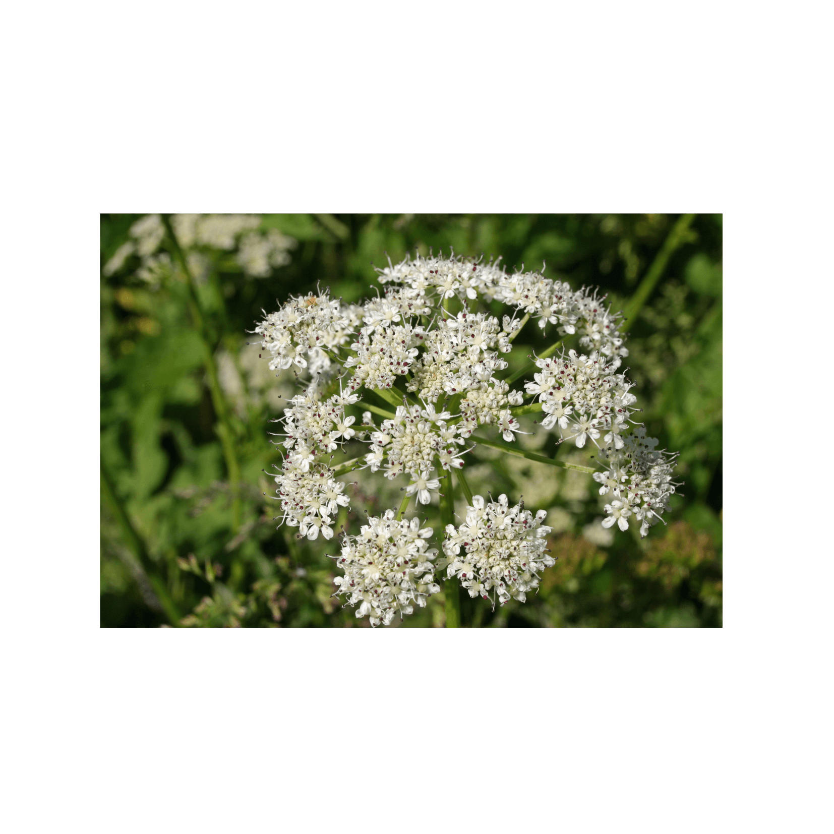 Gewöhnlicher Bärenklau, Heracleum sphondylium, fotosensibilisierender Saft, Furocumarine, Furocumarine